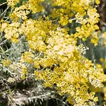 Apartma Oljka Pomjan Apartment