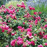 Apartment Apartma Oljka Pomjan