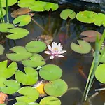 Apartma Oljka Pomjan Smarje (Koper)