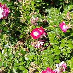 Apartma Oljka Pomjan * Smarje (Koper)