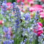 Apartment Apartma Oljka Pomjan