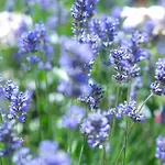 Apartma Oljka Pomjan Apartment *