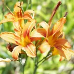 Apartment Apartma Oljka Pomjan Smarje (Koper)